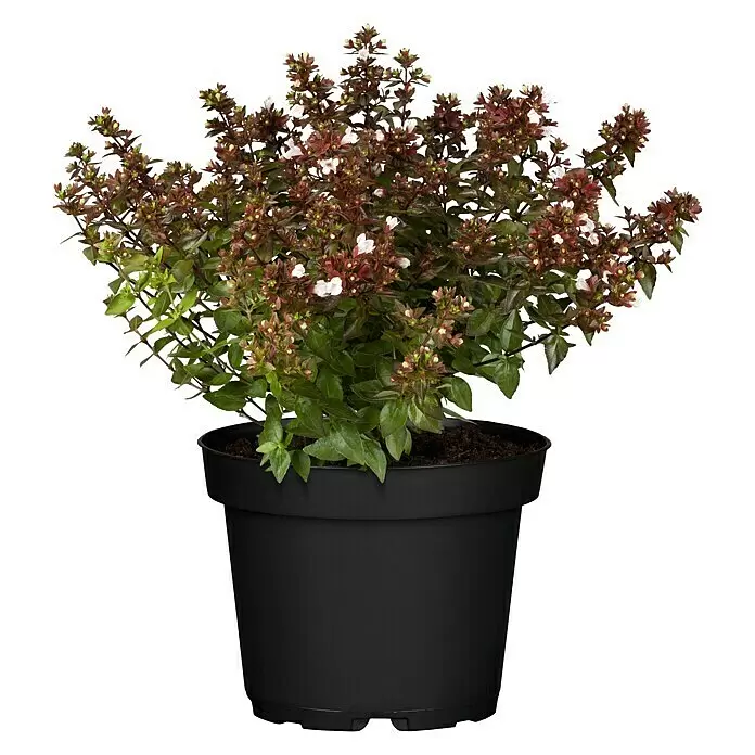 Piardino Großblütige Abelie - Abelia grandiflora in verschiedenen Sorten - Vorderansicht