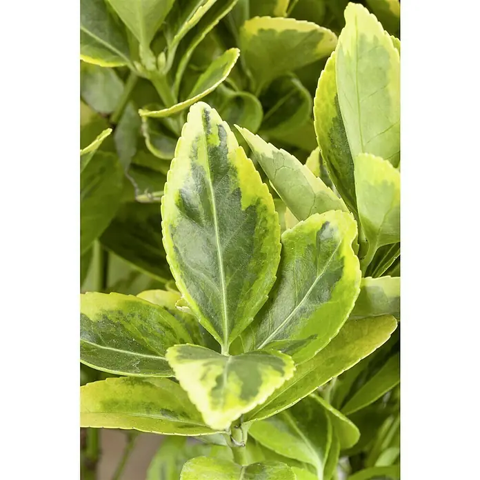 Piardino Evónimo - Euonymus japonicus, Verde - Primer plano de hojas de evónimo variegadas en verde y amarillo, que muestra la atractiva coloración y textura del follaje de la planta.