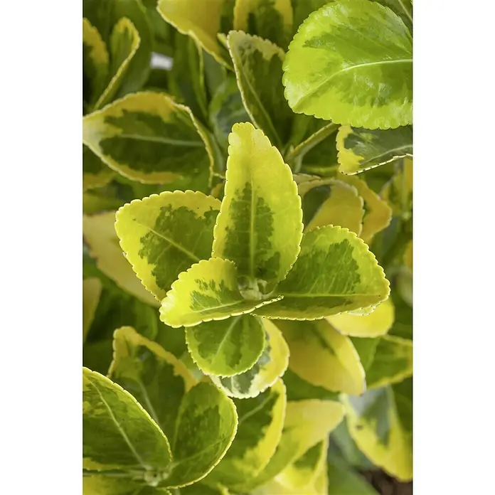 Piardino Evónimo - Euonymus japonicus, Verde - Primer plano de un arbusto de Euonymus fortunei 'Emerald 'n' Gold' mostrando sus hojas variegadas en verde y dorado y texturas vibrantes.