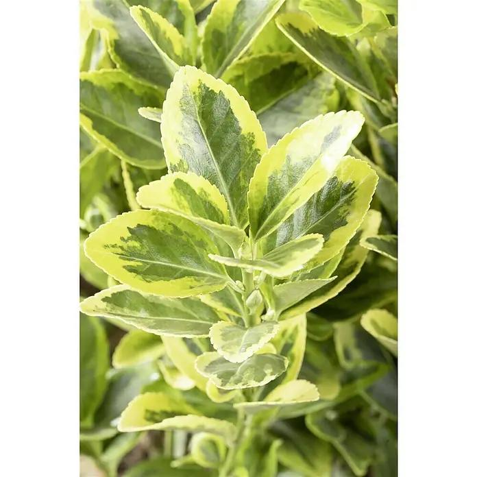 Piardino Evónimo - Euonymus japonicus, Verde - Primer plano de un Euonymus fortunei 'Emerald 'n' Gold' que muestra sus hojas verdes con bordes dorados.