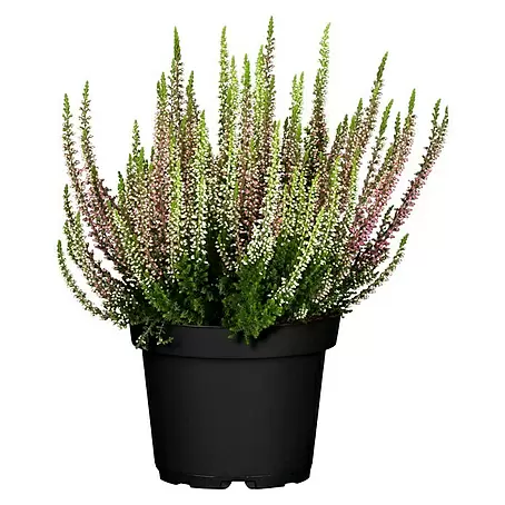 Piardino Besenheide Beauty Sisters 2 farbig