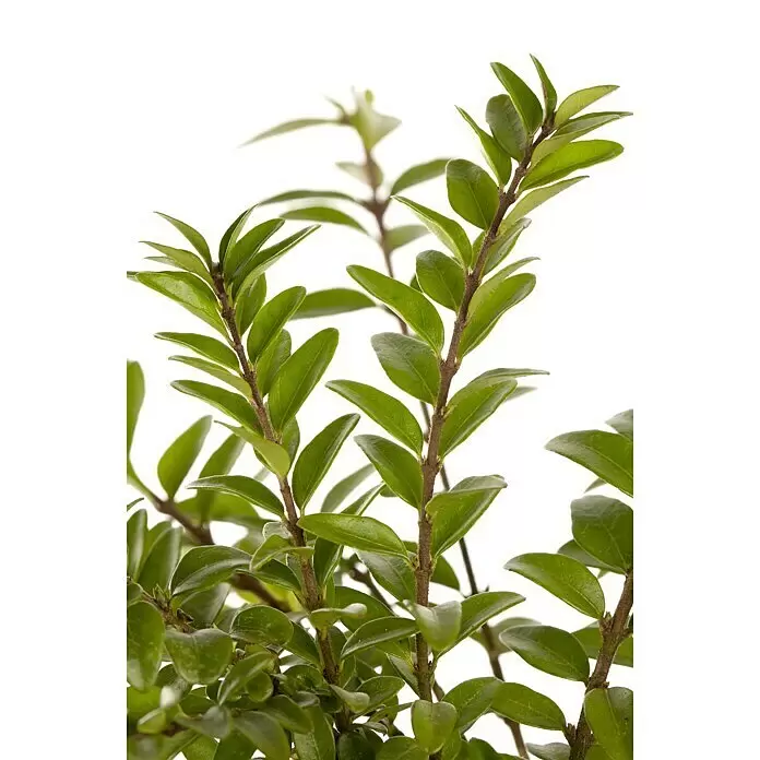Piardino Heckenmyrthe Maigrün - Lonicera nitida 'Maigrün', Weiß - Üppige Grünpflanze mit vielen Blättern an braunen Stängeln.