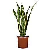 Sansevieria trifasciata 17