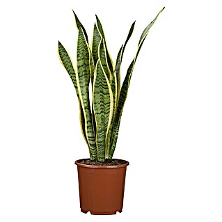 Piardino Bogenhanf (Sansevieria trifasciata, Topfgröße: 17 cm, Gelb-Grün)