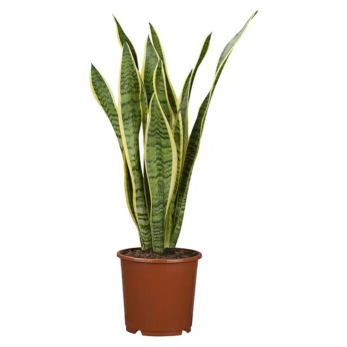 Piardino BogenhanfSansevieria trifasciata, Topfgröße: 17 cm, Gelb-Grün