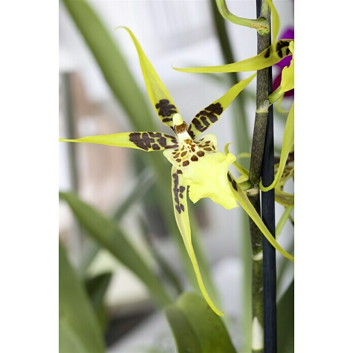 Orchideen Mix - W 12i.S. gem.