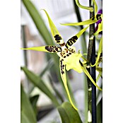 Orchideen Mix - W 12i.S. gem.