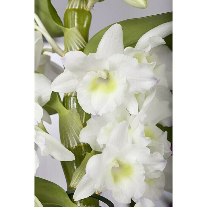 Orchideen Mix - W 12i.S. gem.