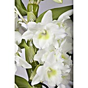Orchideen Mix - W 12i.S. gem.