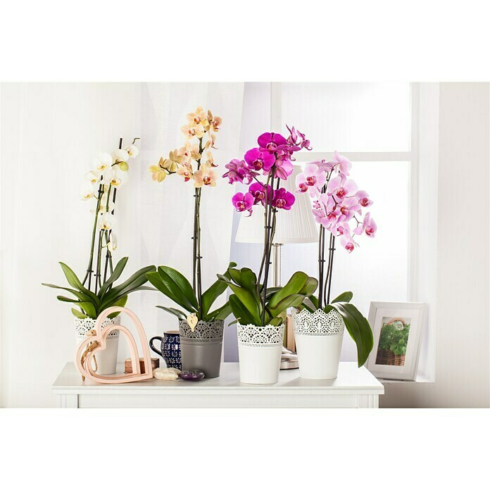 Orchideen Mix - W 12i.S. gem.