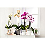 Orchideen Mix - W 12i.S. gem.