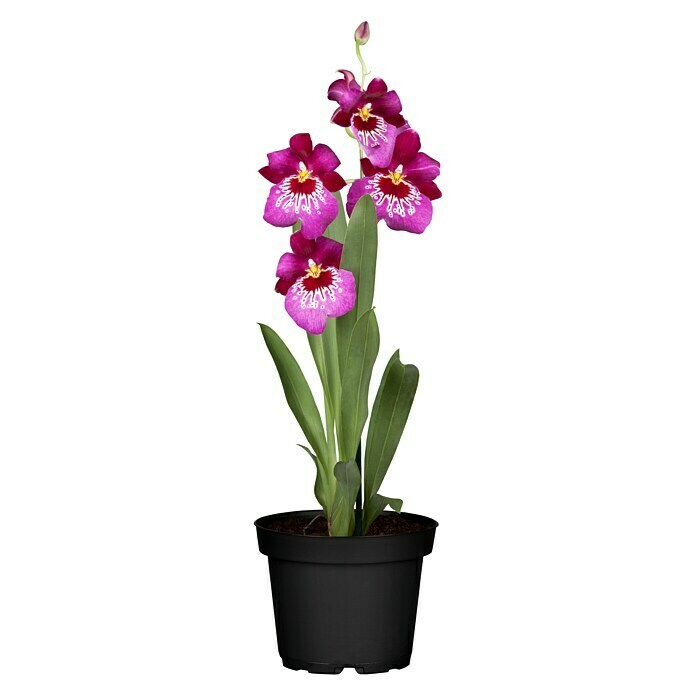 Orchideen Mix - W 12i.S. gem.