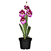 Orchideen Mix - W 12i.S. gem.