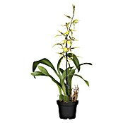 Orchideen Mix - W 12i.S. gem.