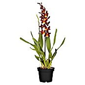 Orchideen Mix - W 12i.S. gem.
