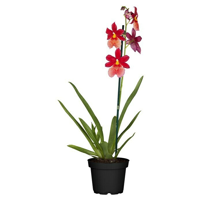 Orchideen Mix - W 12i.S. gem.