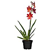 Orchideen Mix - W 12i.S. gem.