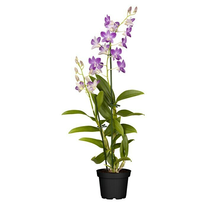 Orchideen Mix - W 12i.S. gem.