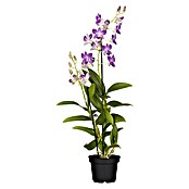 Orchideen Mix - W 12i.S. gem.
