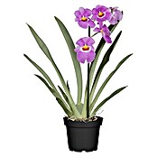 Orchideen Mix - W 12i.S. gem.