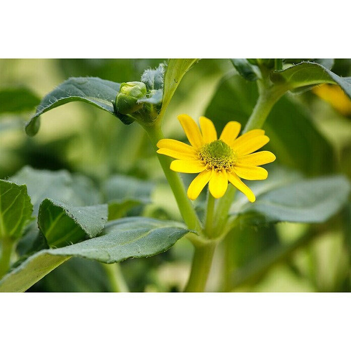 Sanvitalia procumbens 10 gelb