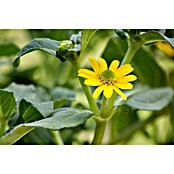 Sanvitalia procumbens 10 gelb