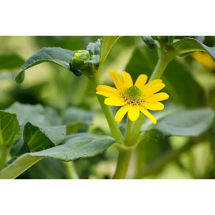 Piardino Husarenkopf - Sanvitalia procumbens, Topfgröße: 10 cm, Gelb - Nahaufnahme einer leuchtend gelben Melampodium-Blume mit grüner Mitte, umgeben von Blättern und einem Blütenknospen.