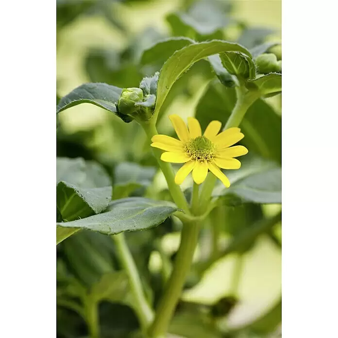 Piardino Husarenkopf - Sanvitalia procumbens, Topfgröße: 10 cm, Gelb - Stimmungsaufnahme