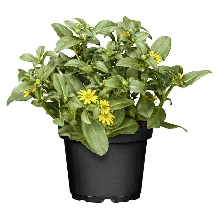 Sanvitalia procumbens 10 gelb