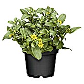 Sanvitalia procumbens 10 gelb