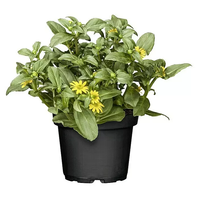 Piardino Husarenkopf - Sanvitalia procumbens, Topfgröße: 10 cm, Gelb - Vorderansicht
