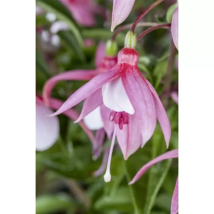 Piardino Fuchsie Stehend - Fuchsia Hybride, Topfgröße: 12 cm, Blütenfarbe: Mehrfarbig - Stimmungsaufnahme