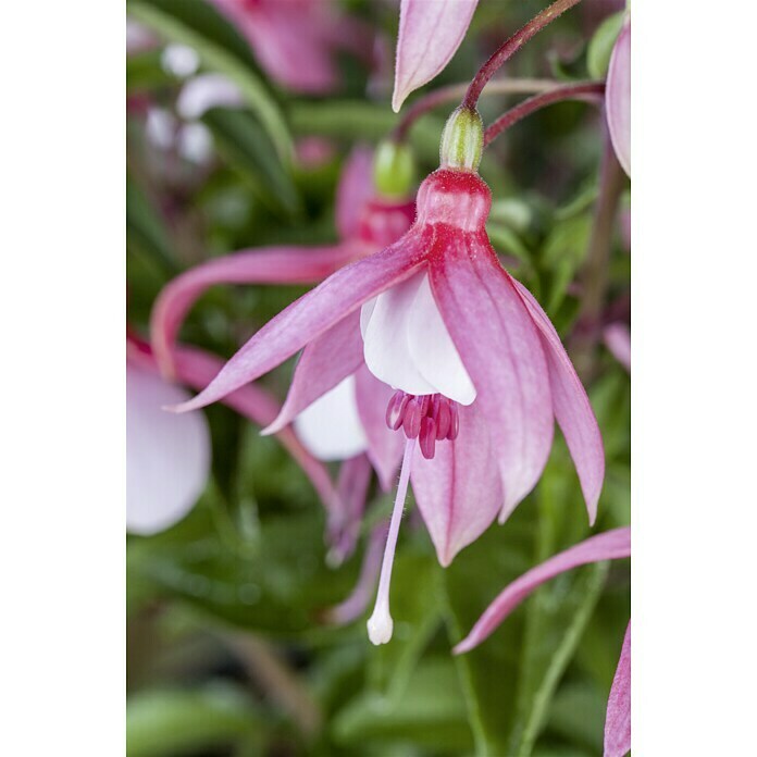 Piardino Fuchsie StehendFuchsia Hybride, Topfgröße: 12 cm, Blütenfarbe: Mehrfarbig Mood Shot