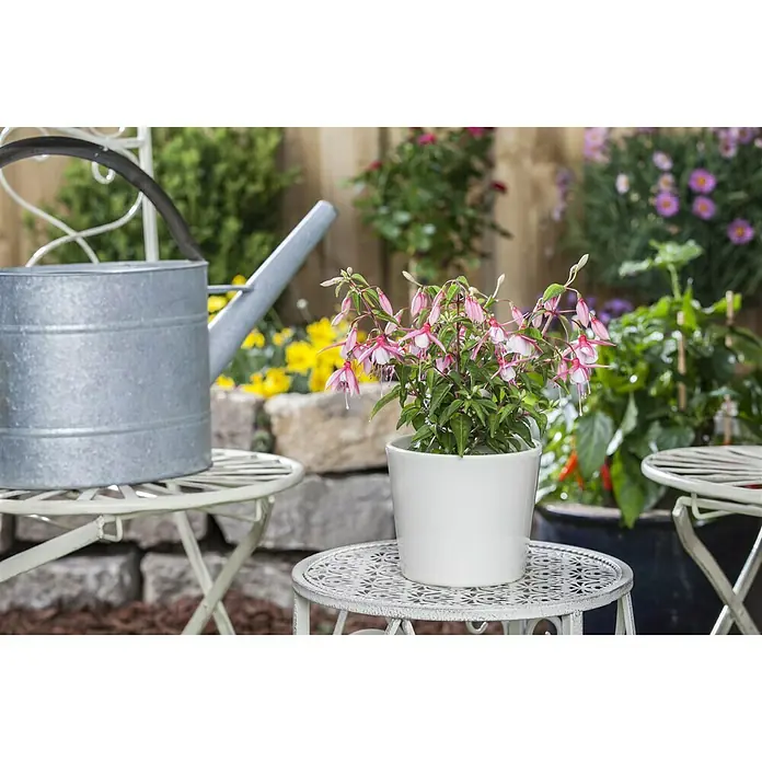 Piardino Fuchsie StehendFuchsia Hybride, Topfgröße: 12 cm, Blütenfarbe: Mehrfarbig - Eine Fuchsie-Pflanze in einem weißen Topf, die auf einem verzierten Tisch steht, mit einer Zinkgießkanne im Hintergrund.