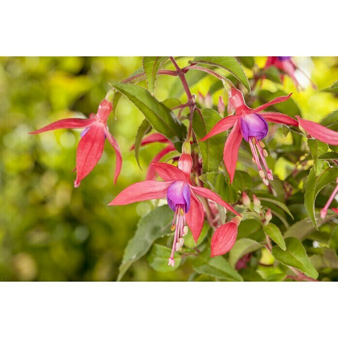 Piardino Fuchsie StehendFuchsia Hybride, Topfgröße: 12 cm, Blütenfarbe: Mehrfarbig Mood Shot