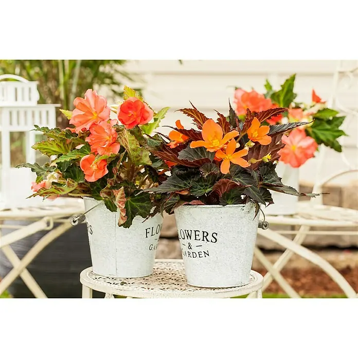 Piardino Begonia - Begonia tuberrosa, Tamaño de maceta: 13 cm, Según su variedad - Dos macetas de zinc con begonias naranjas y melocotón en una mesa de jardín, creando una encantadora escena de jardín.