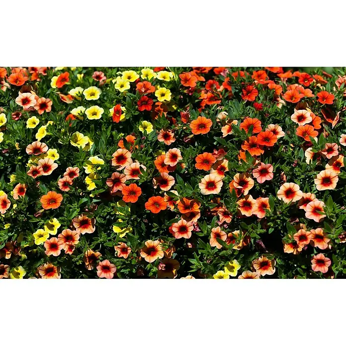 Petunia calibrachoa - Calibrachoa Trio, En función de la variedad, Tamaño de maceta: 17 cm - Primer plano de petunias en flor en tonos brillantes de amarillo, naranja y rojo, que brillan a la luz del sol.