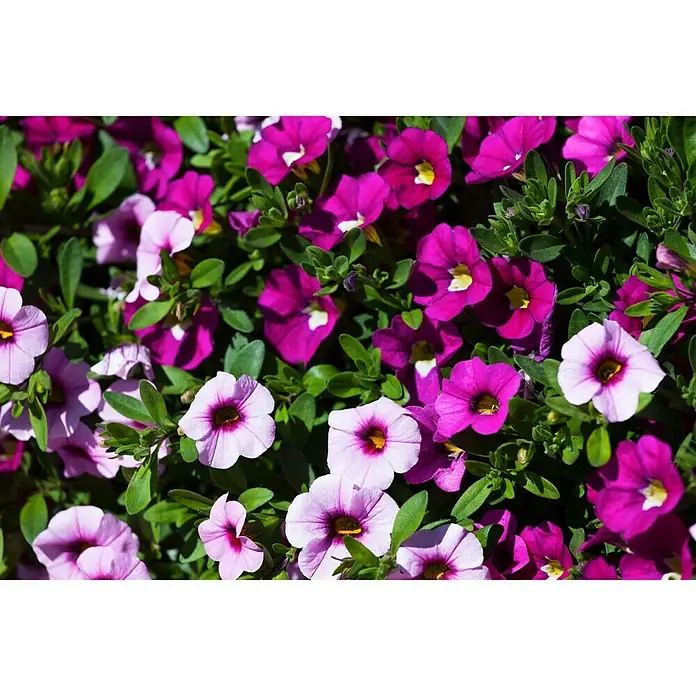 Piardino Petunia calibrachoa - Calibrachoa Hybride, 12 cm, Multicolor - Primer plano de vibrantes flores de calibrachoa rosas y moradas, enclavadas entre hojas verdes, creando una escena vívida y colorida.