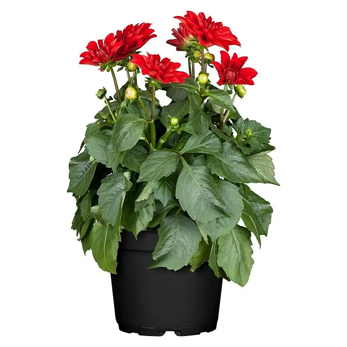 Piardino Dalia - Dahlia, Tamaño de maceta: 17 cm, En función de la variedad - Flores de dalia rojas en una maceta negra. Una decoración hermosa y colorida para cualquier habitación o jardín.