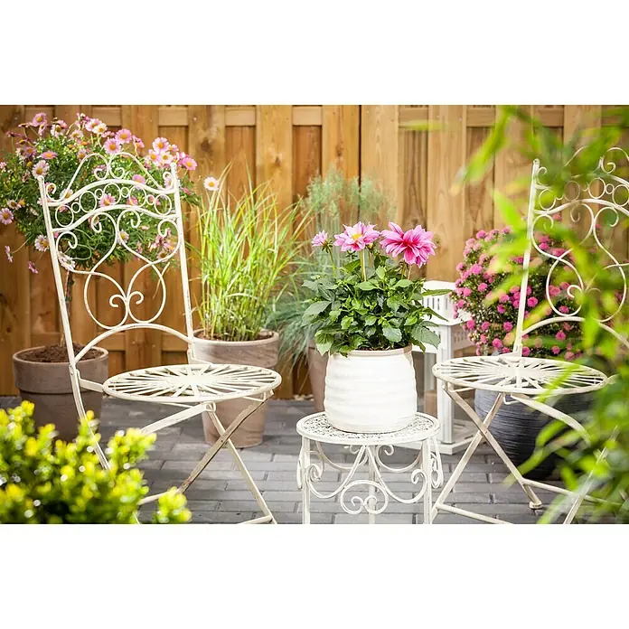 Piardino Dalia - Dahlia Hybride, Tamaño de maceta: 17 cm, En función de la variedad - Escena de jardín decorativa con dos elegantes sillas blancas, una mesa auxiliar y varias plantas en macetas que crean un ambiente idílico.
