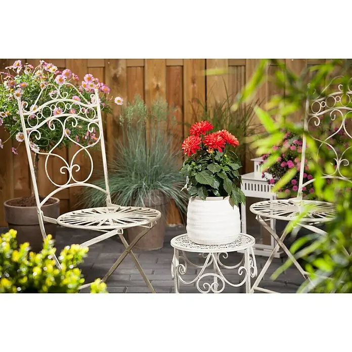Piardino Dahlie in Sorten - Dahlia Hybride Dahlietta-Serie, Topfgröße: 17 cm, Sortenabhängig - Dahlie im Topf auf einem Beistelltisch und ein dekorativer Metallstuhl. Die Outdoor-Deko sorgt für ein stilvolles Ambiente im Garten oder auf der Terrasse.
