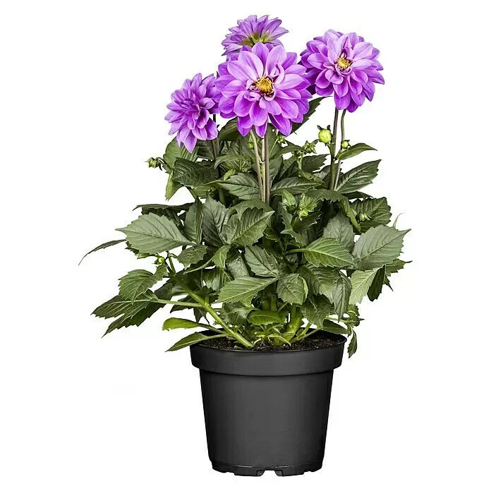 Piardino Dahlie in Sorten - Dahlia Hybride Dahlietta-Serie, Topfgröße: 17 cm, Sortenabhängig - Vorderansicht
