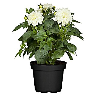 Piardino Dalia (Dahlia hybride, Tamaño de maceta: 17 cm, En función de la variedad)