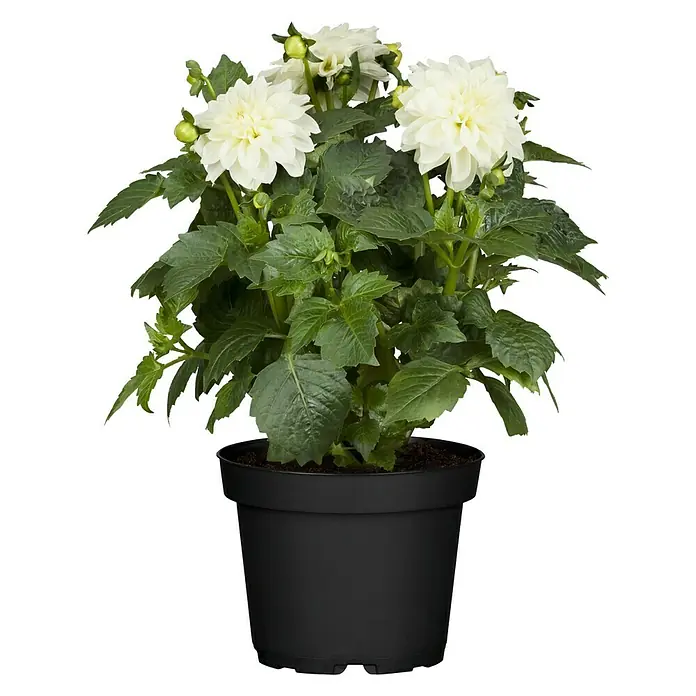 Piardino Dahlie in Sorten - Dahlia Hybride Dahlietta-Serie, Topfgröße: 17 cm, Sortenabhängig - Nahaufnahme einer Dahlie im Topf mit üppigen weißen Blüten und grünen Blättern, ideal für die Dekoration von Innenräumen.