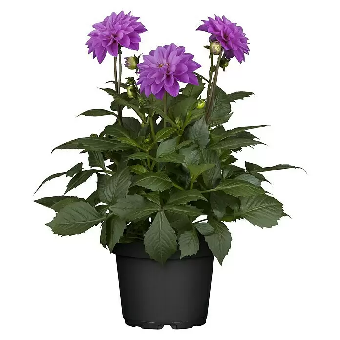 Piardino Dahlie in Sorten - Dahlia Hybride Dahlietta-Serie, Topfgröße: 17 cm, Sortenabhängig - Vorderansicht