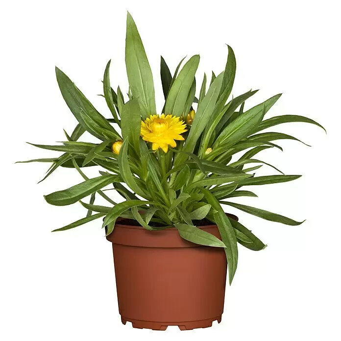 Piardino StrohblumeHelichrysum bracteatum, Blütenfarbe: Mehrfarbig
