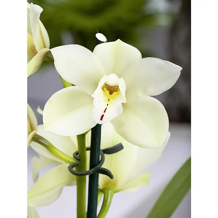 Piardino KahnorchideeCymbidium, Sortenabhängig - Nahaufnahme einer weißen Cymbidium-Orchidee, die ihre filigranen Blütenblätter und das komplizierte Zentrum mit braunen und gelben Akzenten zeigt.