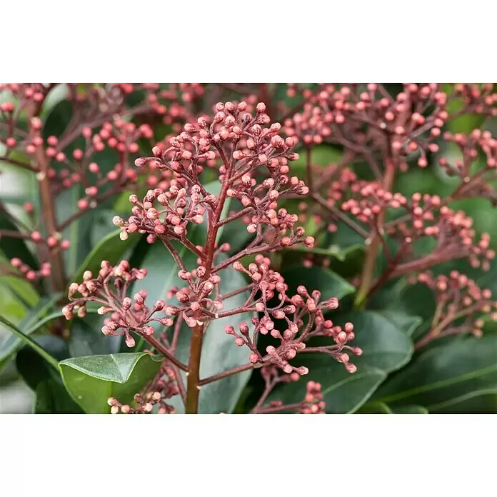 Piardino Japanische Blütenskimmie ab 8 Blüten - Skimmia japonica 'Rubella', Topfgröße: 15 cm, Rot - Pflanze mit Dolden aus kleinen, runden rosafarbenen Blütenknospen an rötlichen Stielen und dunkelgrünen Blättern.