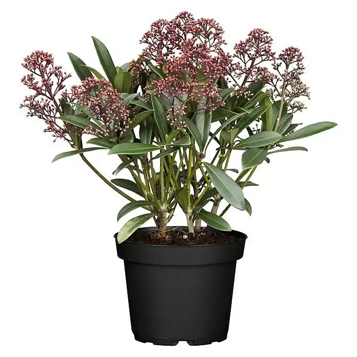Piardino Japanische Blütenskimmie ab 8 Blüten - Skimmia japonica 'Rubella', Topfgröße: 15 cm, Rot - Topf-Skimmia mit dunkelgrünen Blättern und vielen rötlich-rosa Blütenknospen in einem schwarzen Topf.