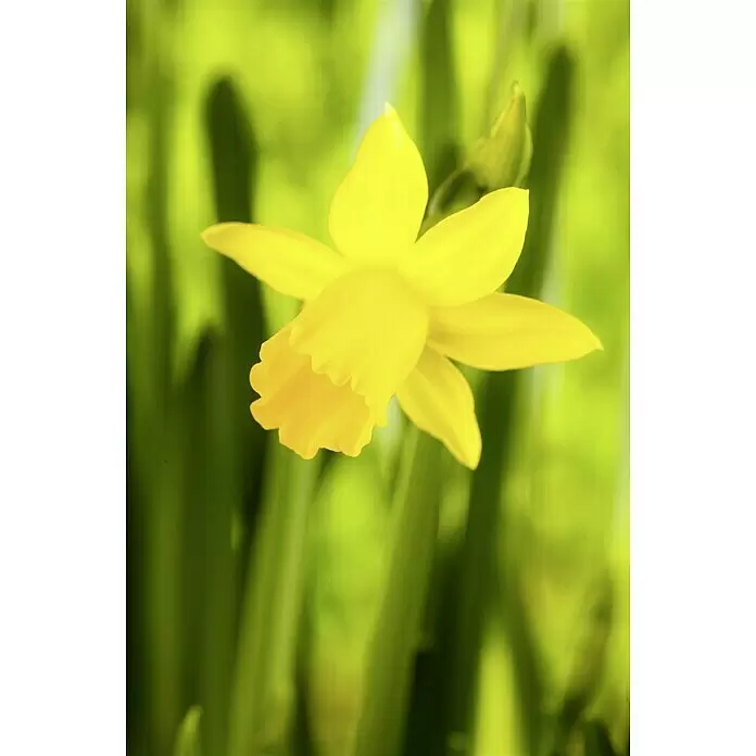 Piardino Narzissen 6er PackNarcissus pseudonarcissus 'Tête-à-Tête' Mood Shot
